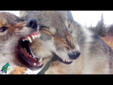 Wolf pups attack trail camera in northern Minnesota #Video