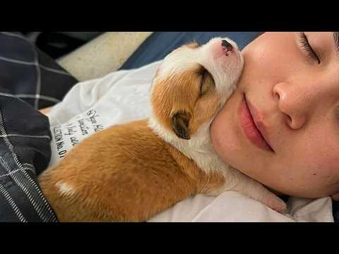 You gotta admit PUPPIES are the most DRAMATIC! #Video