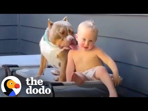 Pit Bulls Who Are 1000% Obsessed With Their Families #Video