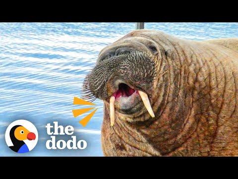 Wild Walrus Takes A Summer Vacation Across Europe #Video