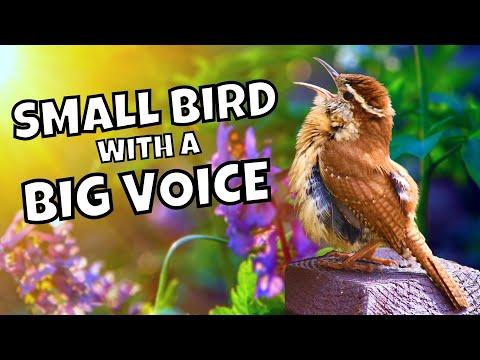 All About the Adorable Calls and Songs of Carolina Wrens #Video