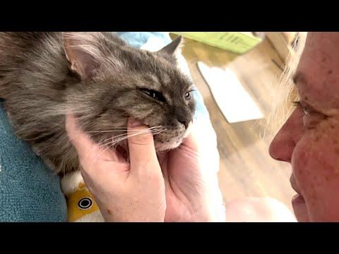 Senior cat caged most of her life is finally free #Video