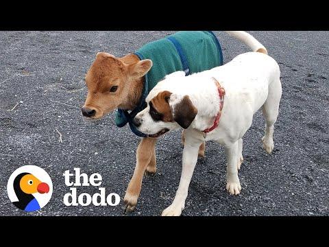 Rescued Baby Cow Starts Wrestling With A Dog Just His Size #Video