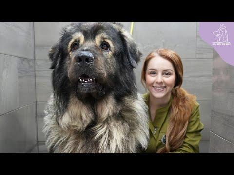 A MASSIVE Dog Breed I've Never Even Heard Of Before | Sarplaninac #Video