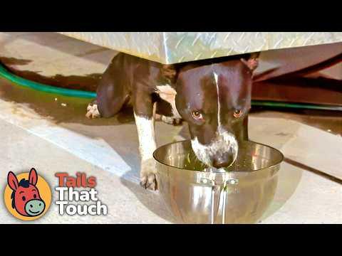 She Swore 'NO MORE DOGS'… But This Taco Truck Stray Changed Everything #Video