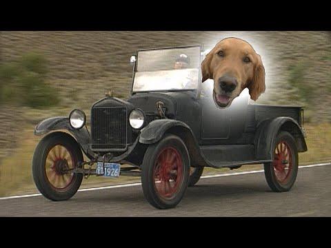 The Driving Dog... #Video