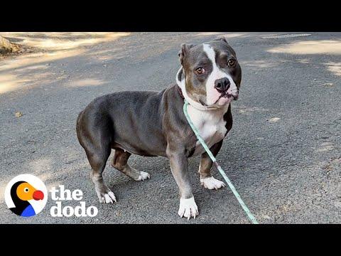 Tiny, Scared Pittie Refused To Walk Until Her Foster Siblings Helped #Video