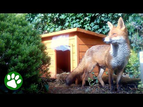 Clever Mama Fox Occupies Dog Kennel #Video