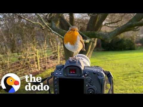 Wild Robin Who Wouldn't Leave Man Alone Changes His Life Forever #Video