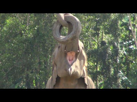 Happy Elephant Moments: San Mueang's Tire Joyful - ElephantNews #Video