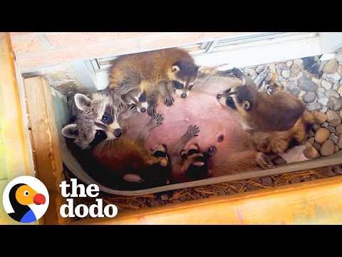 Family Finds A Raccoon Nursing Her Babies In Their Window Well #Video