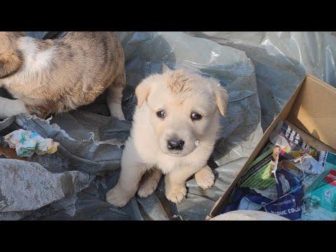 Two Innocent Puppies Can't Understand Why They Have Been Abandoned #Video