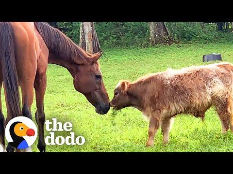 No One Wanted To Be This Baby Mini Cow's Friend Until... #Video