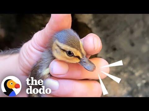 Guy Rescues 10 Baby Ducklings Trapped in Manhole