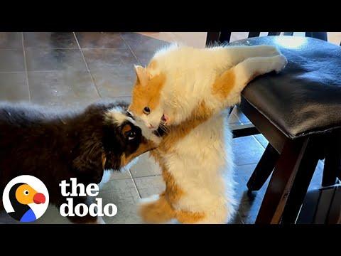 Puppy Spends A Whole Year Learning Cat's Love Language #Video