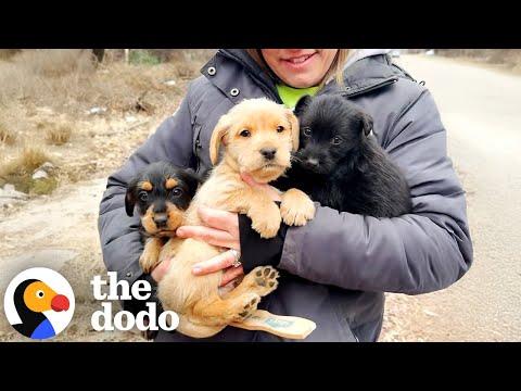 Mom And Seven Puppies Found In Abandoned Hoarder Home #Video