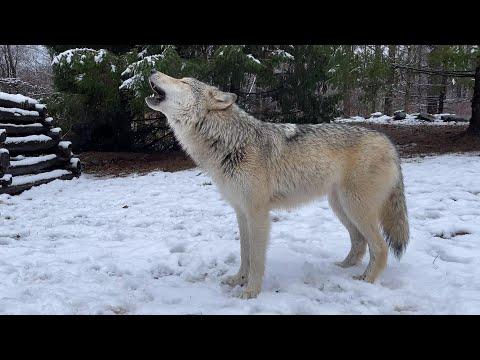 First Snow of the Season Brings Happy Wolf Howls #Video