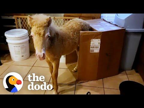 Baby Horse Moves Into Rescuer's Kitchen And Becomes Tiny Bucking Bronco. Video.