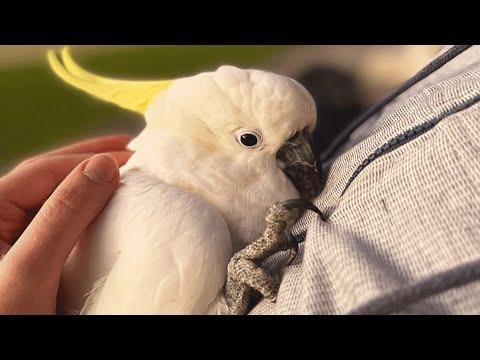 Neglected elderly cockatoo is finally happy #Video