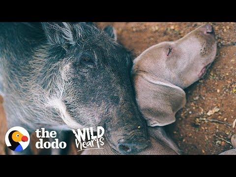 Warthog Is Obsessed With Her Dog Brother  | The Dodo Wild Hearts