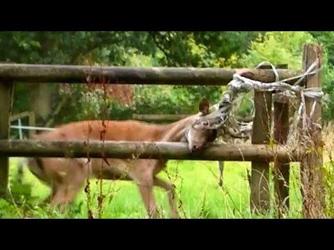 Rescues Only Had 30 Minutes To Save This Deer #Video