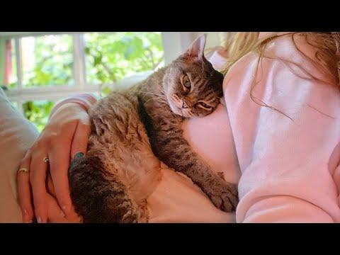 When you have a clingy cat #Video