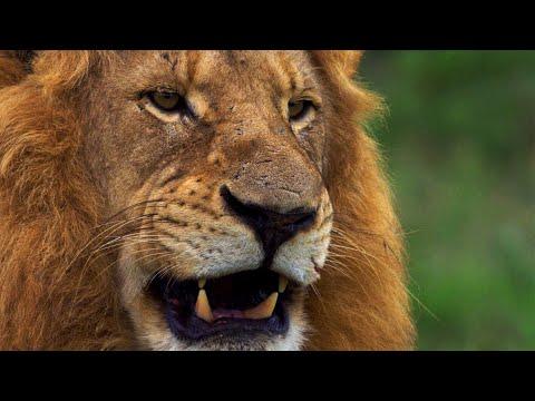 Wild Lands: South Africa with Hannah Stitfall | BBC Earth