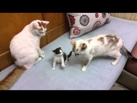 Momma cat comes to the rescue when daddy is playing  #Video