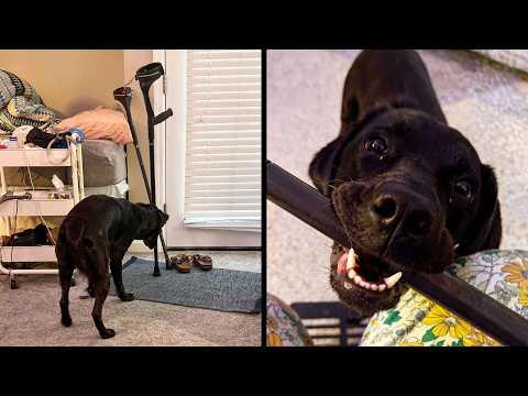 It Was Her First Day | YOUR Daily Dose of Pets #Video