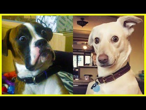 Best of FUNNY DOG videos will Fill the black hole in your heart #Video
