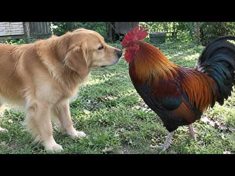 When a Dog and a Rooster Finally Meet… #Video