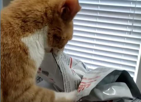 Food-Obsessed Cat Has Taught Himself To Open Containers With His Teeth #Video