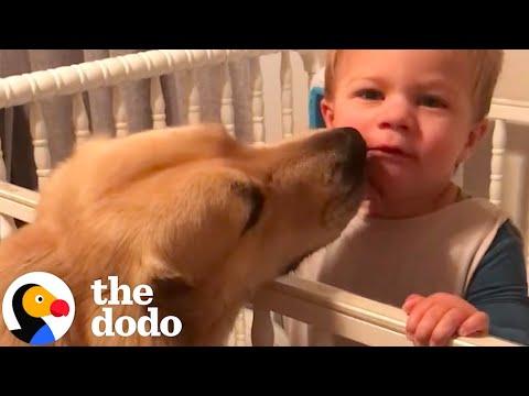 Nanny Dog Checks In On Her Baby Brother Every Night #Video