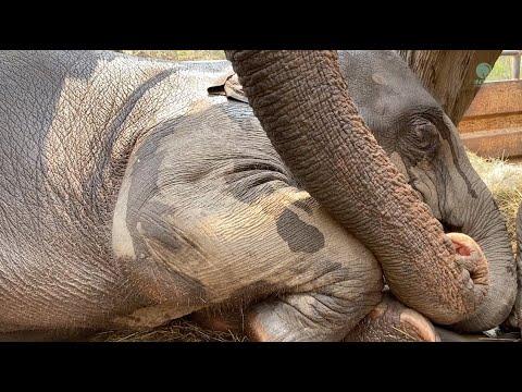 The Journey Of Moh Loh And Her Baby Elephant Lek Lek - ElephantNews #Video