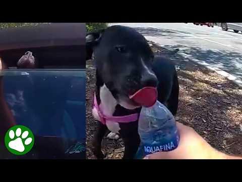 Police Officers Show Amazing Compassion Rescuing Trapped Dog #Video