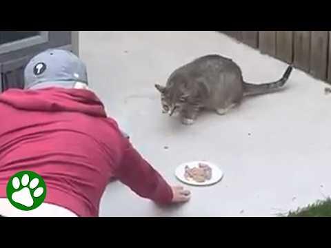 Stray Cat Gives Birth In Kindhearted Man's Basement #Video