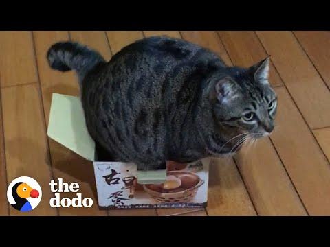 Cat Will Do Anything To Fit In This Box #Video