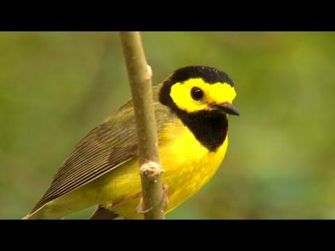 Quinta Mazatlan Nature & Birding Center (Texas Country Reporter) #Video