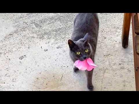 Stray Cat Won a Woman's Heart in An Unusual Way — It Brought Her Flowers #Video