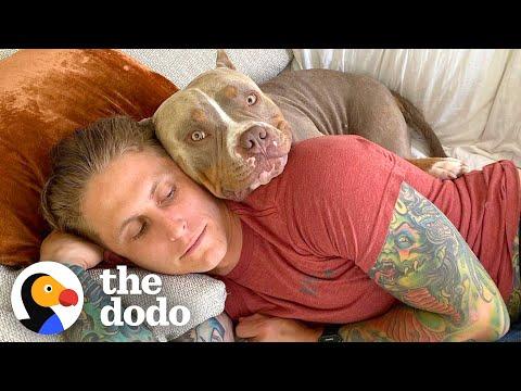 5 Reasons You'll Regret Adopting A Pittie #Video
