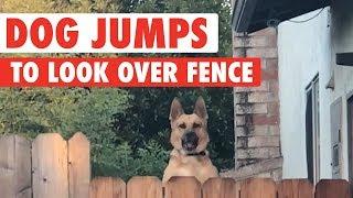 Dog Jumps to Look Over Fence