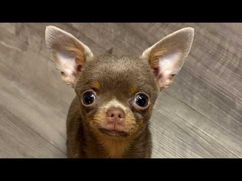 Shy chihuahua learns to howl so husky would become his friend #Video