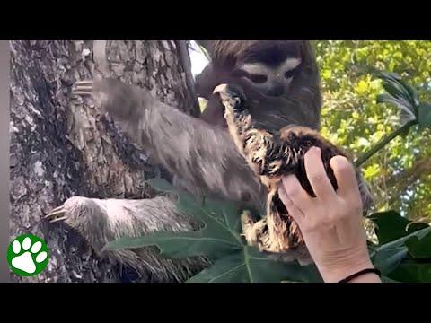 Beautiful moment baby sloth is reunited with its mama #Video