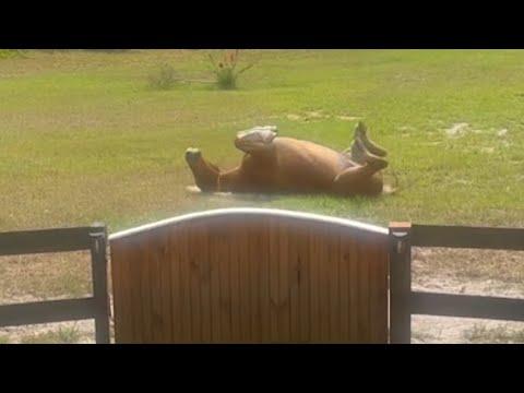 Horse's emotional response to freedom #Video