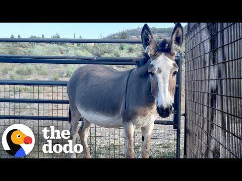 Rescuers Save Pregnant Donkey From Kill Pen #Video