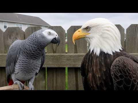 When a Talking Parrot Meets a Bald Eagle for the First Time! #Video