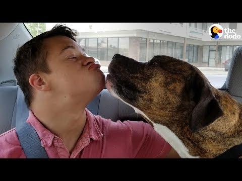 Guy Overcomes Fear Of Big Dogs Thanks To His Pit Bull | The Dodo