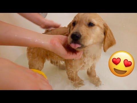 Golden Retriever Puppy Gets First Bath Video