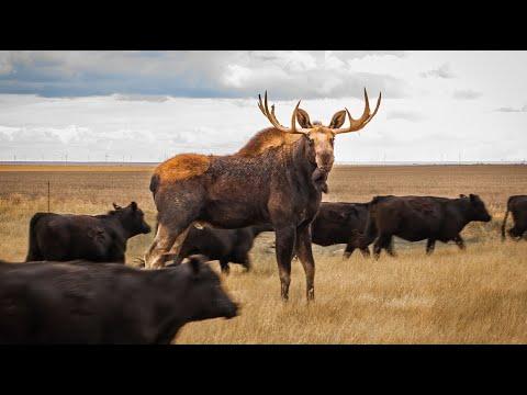 Moose meets a herd of cows on the South Dakota prairie #Video