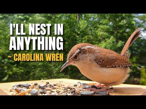 The Carolina Wren | This Bird Will Nest in Almost Anything #Video
